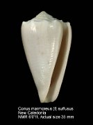 Conus marmoreus (f) suffusus (3)